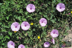 Convolvulus althaeoides, Mediterane winde